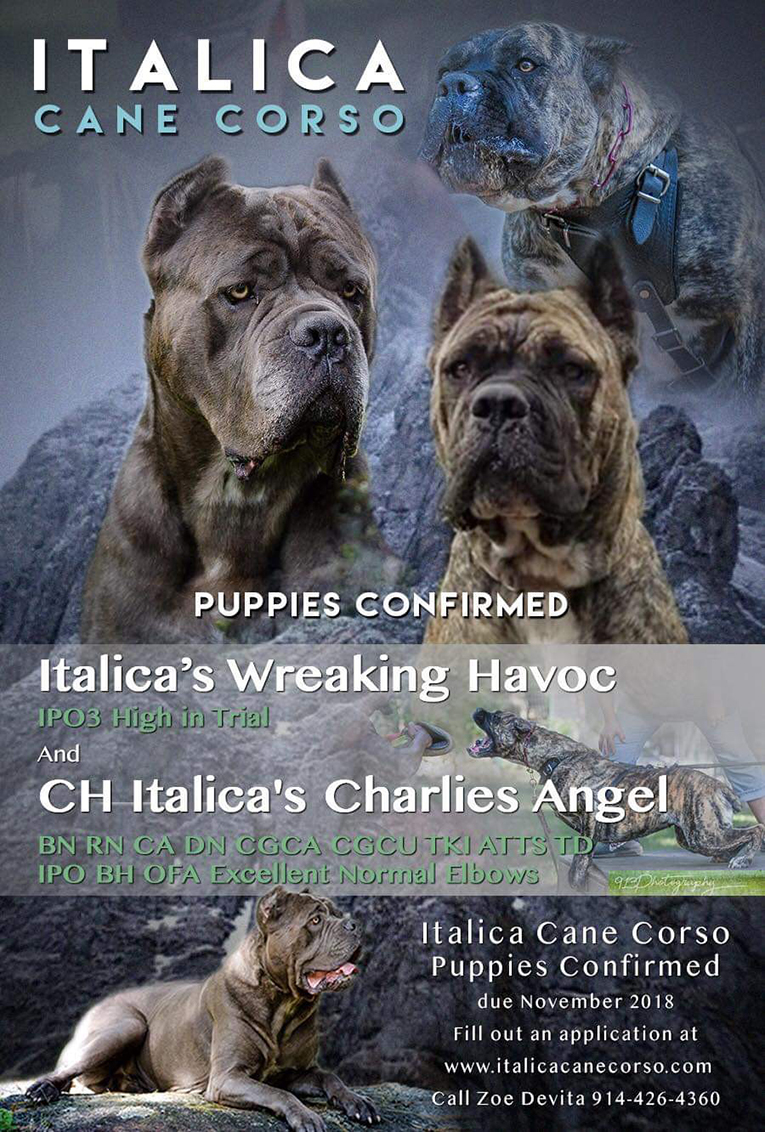 import cane corso puppies