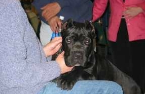 Average Cane Corso Weight Chart